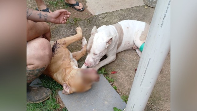 Foto: Reprodução/ @dani.fogacaoficial