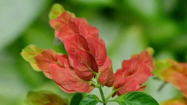 (Foto: magicflute002/Canva)