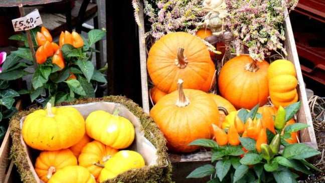 (Foto: Canva/ginew)a