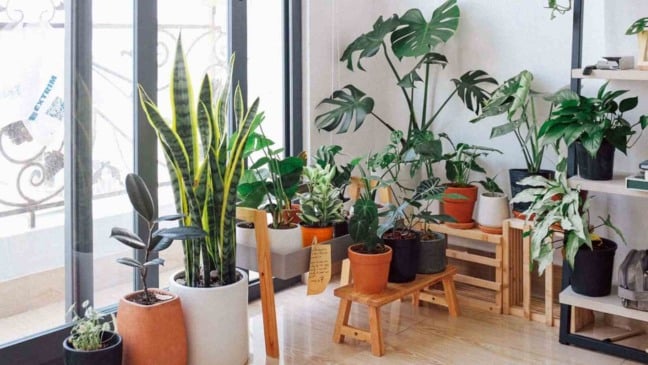 Apartamento com plantas/decoração