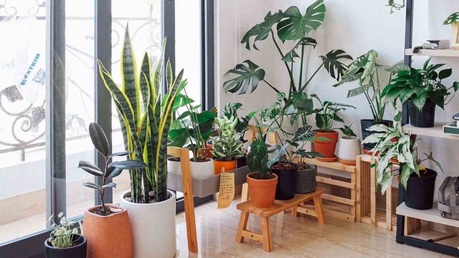Apartamento com plantas/decoração