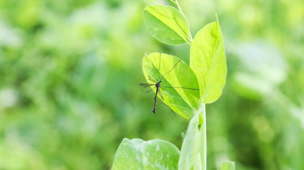 (Foto: xiefei/Canva)