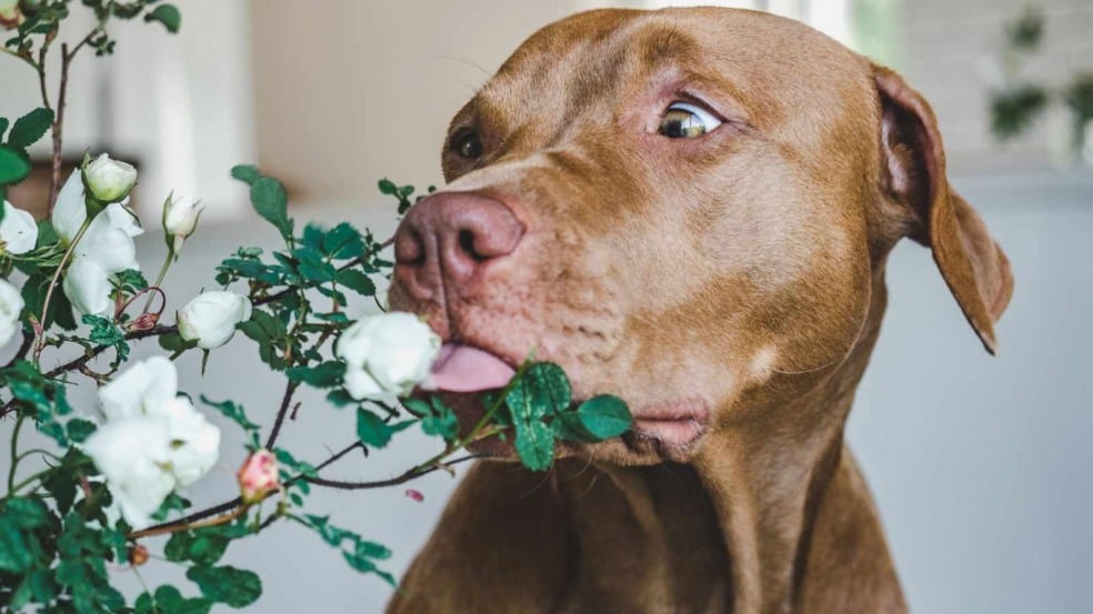 (Foto: Sviatlana Barchan/Canva)