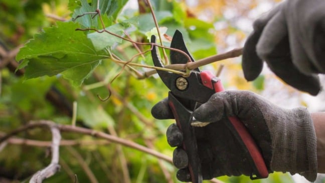 (Foto: Алексей Филатов/Canva)