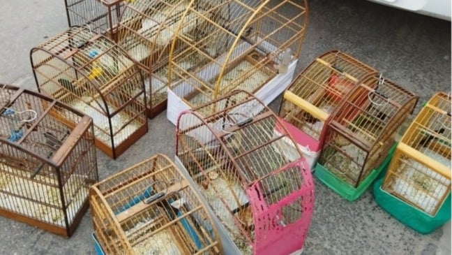 Momento da apreensão dos pássaros em Campo Limpo Paulista
