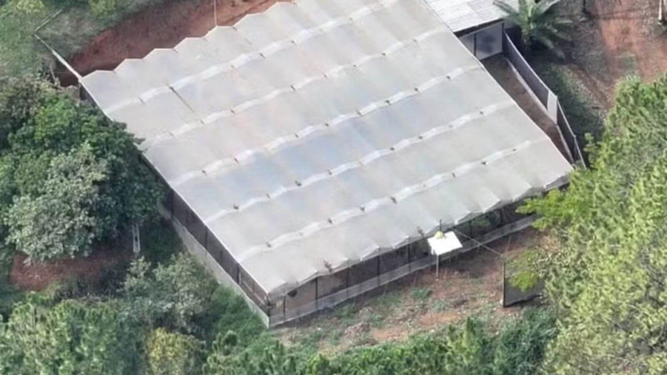 Polícia apreende 125 pés de maconha em chácara de Campo Limpo Paulista