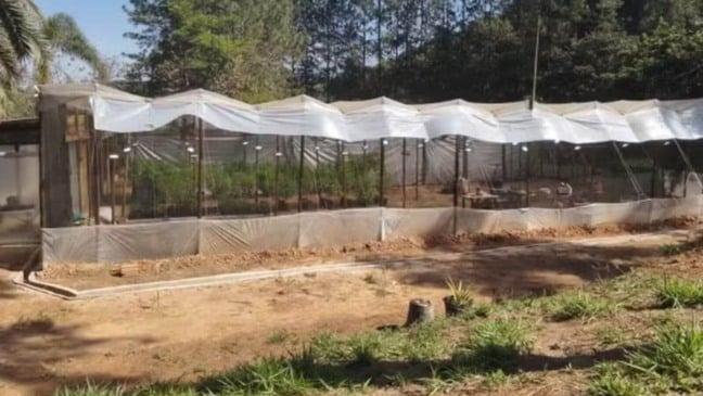 Polícia apreende 125 pés de maconha em chácara de Campo Limpo Paulista