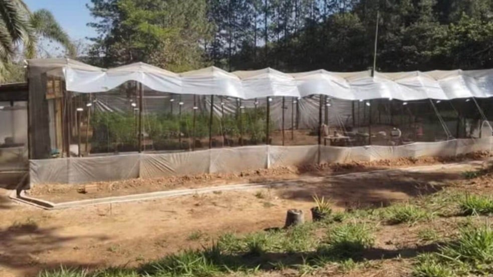 Polícia apreende 125 pés de maconha em chácara de Campo Limpo Paulista