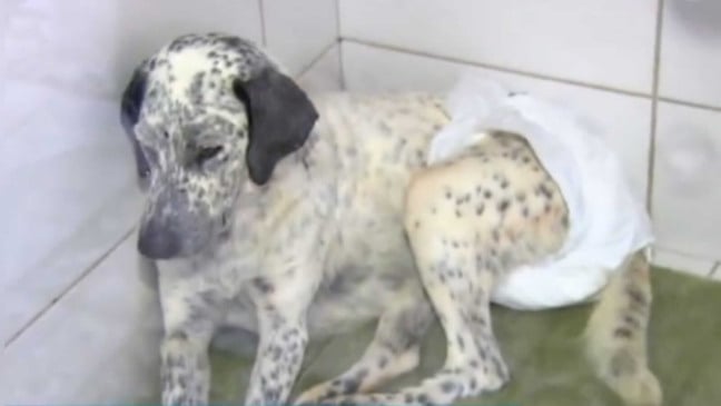 Cachorro branco com manchas pretas usandocom frauda