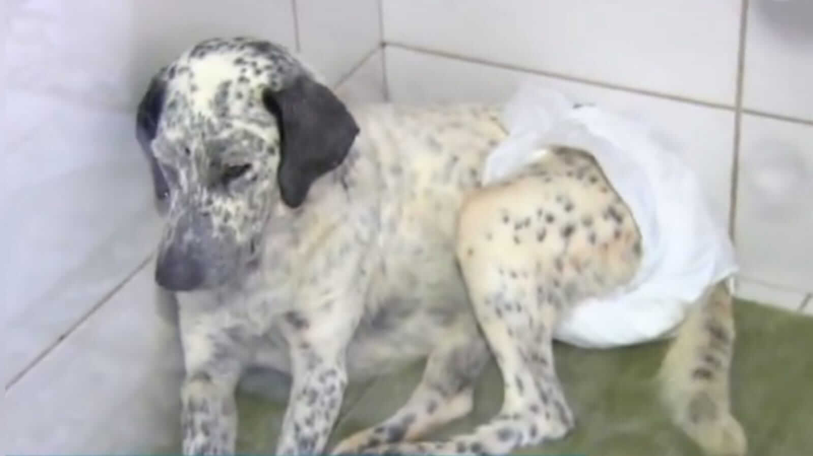 Cachorro branco com manchas pretas usandocom frauda