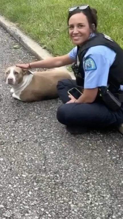 Policiais encontram cachorro ferido na beira da estrada