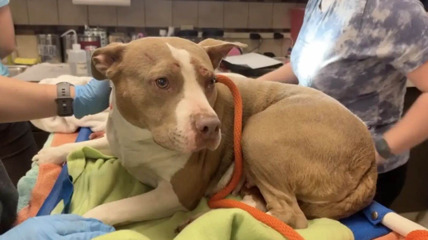 Cachorro pit bull em veterinário