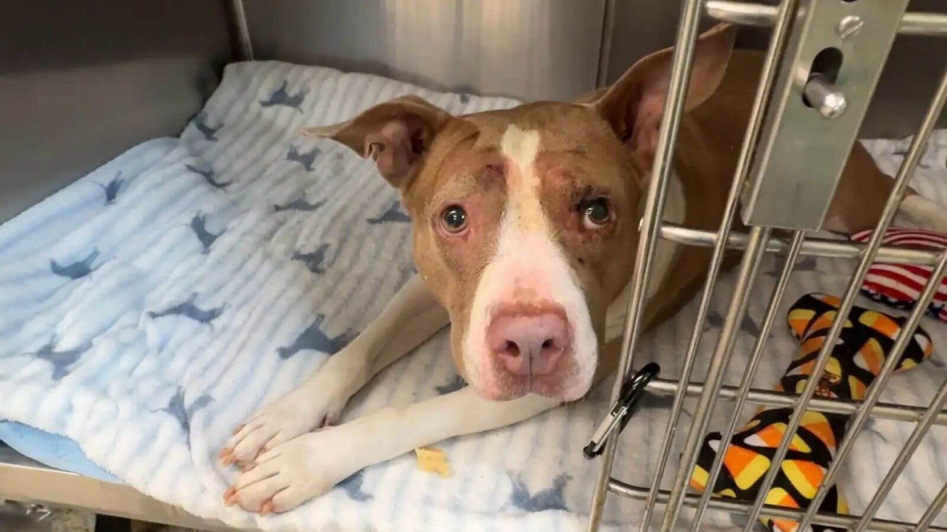 Cachorro pit bull em veterinário