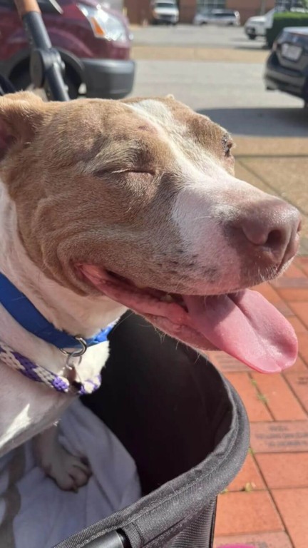 Cachorro pit bull sorrindo