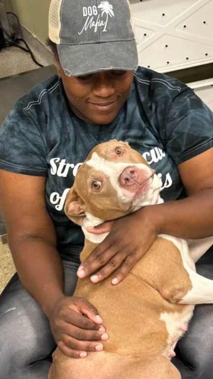 Cachorro pit bull com mulher no chão