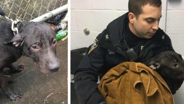 (Foto: Reprodução/portalamigocao)