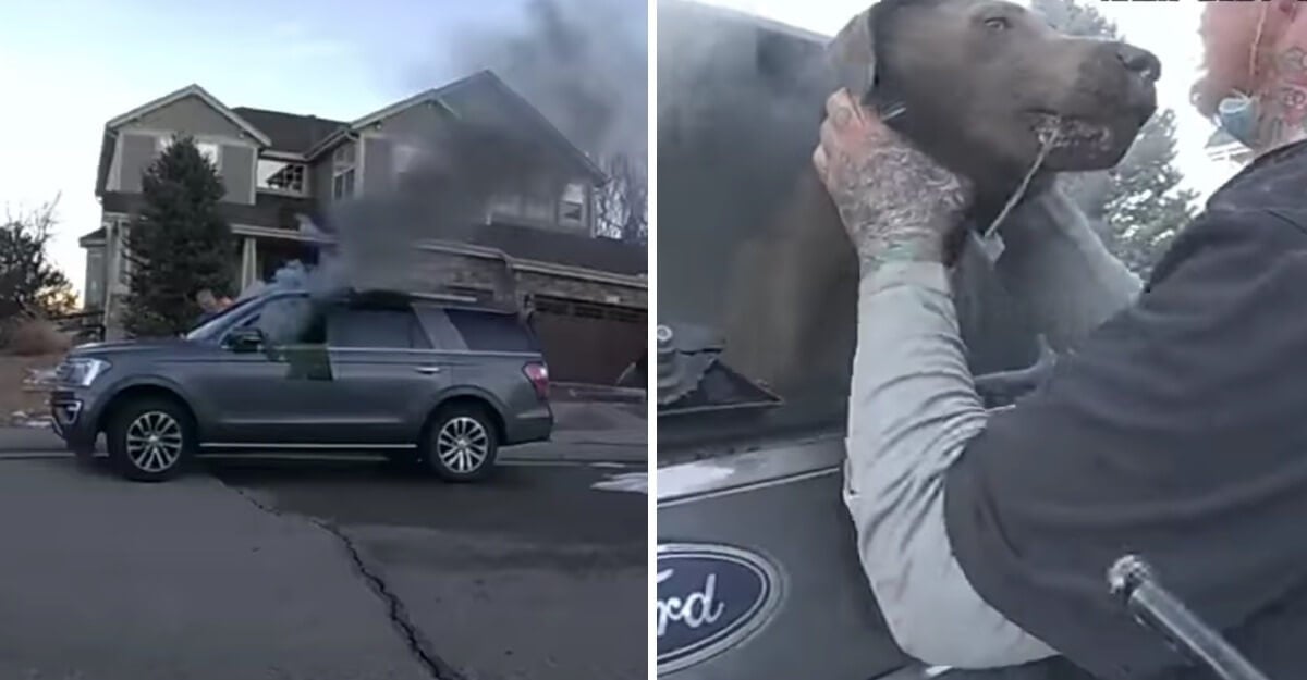 Cachorro em chamas e resgate de cachorro