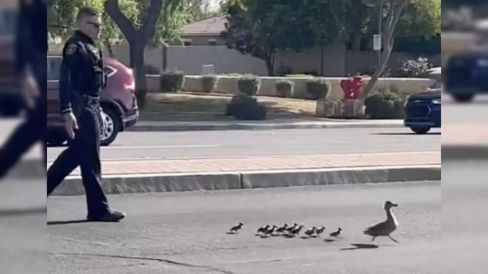 Policial ajudando patos a atravessar a rua