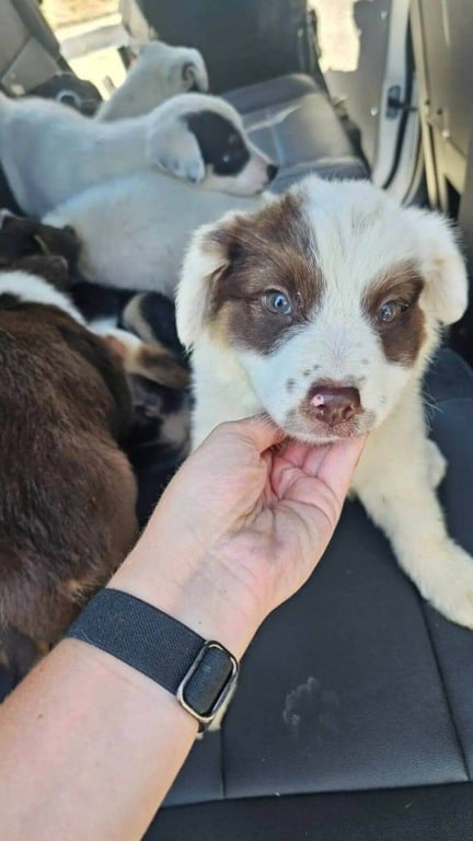 Policial posta foto com filhotes de cachorro abandonados