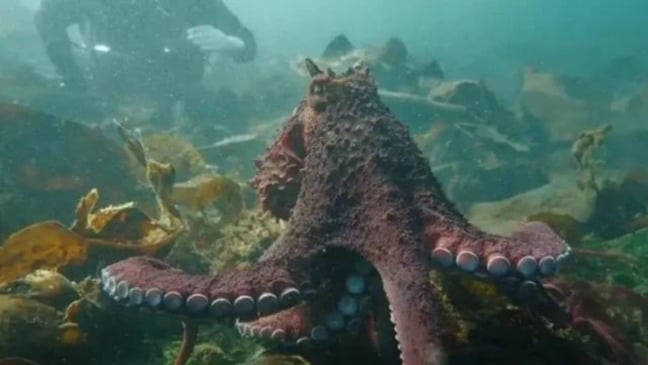 (Foto: Andrea Humphreys / The Canadian Press)