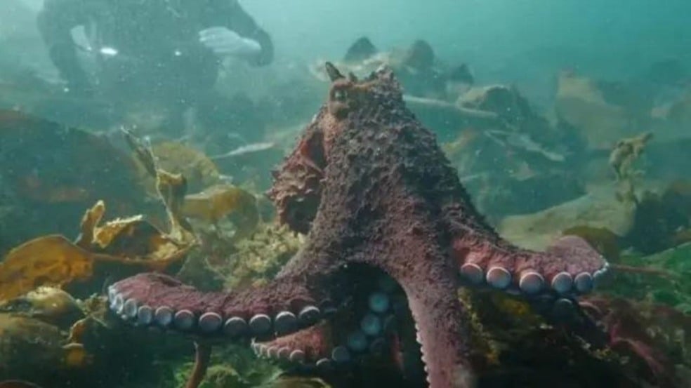 (Foto: Andrea Humphreys / The Canadian Press)