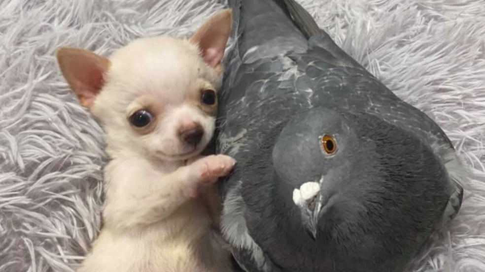 Cachorro e pombo
