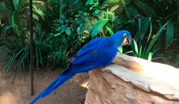 População de animais em florestas cai pela metade desde 1970