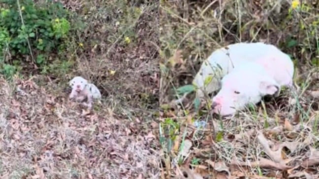 Foto: Reprodução/TikTok/Ruby & Laurel Animal Rescue