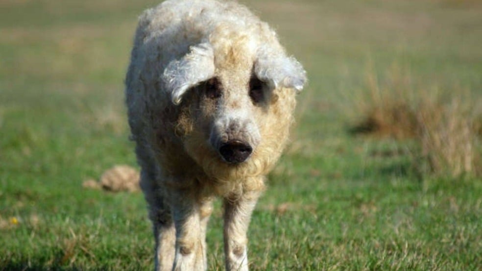 (Foto: Reprodução/catiororeflexivo)