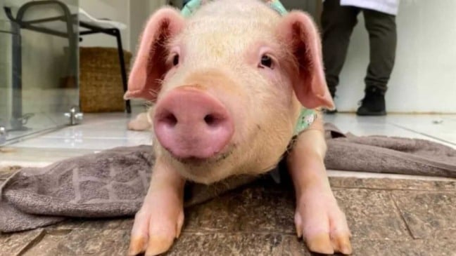 Filhote de porco que caiu de caminhão em Santa Catarina