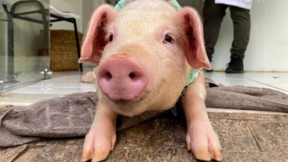 Filhote de porco que caiu de caminhão em Santa Catarina