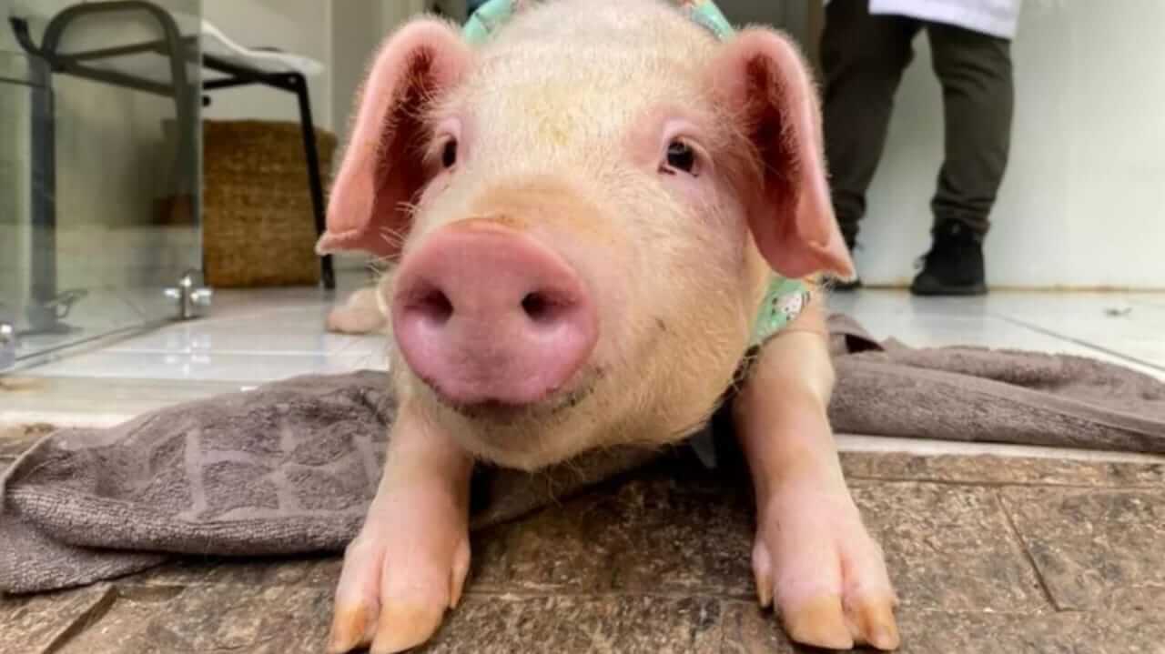 Filhote de porco que caiu de caminhão em Santa Catarina