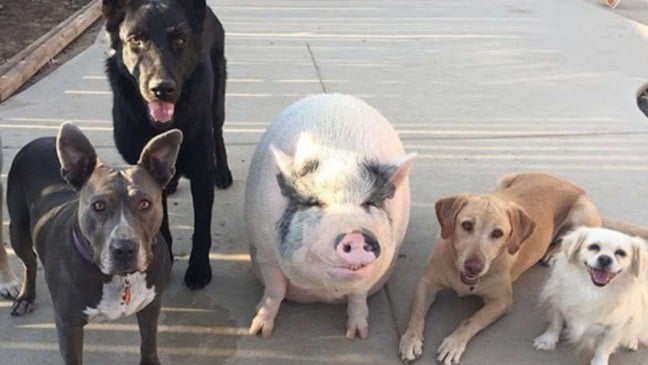 (Foto: Reprodução/Instagram piggypoo_and_crew)