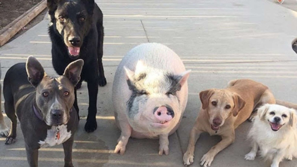 (Foto: Reprodução/Instagram piggypoo_and_crew)