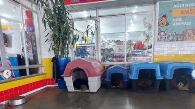 Posto acolhe cães abandonados (Foto: Reprodução/Instagram @nos.de.trailer)