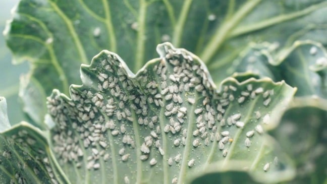 (Foto: Andrei310/Canva)