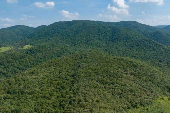 Prefeitura vai plantar mais de 6 mil árvores nas margens do Rio Jundiaí