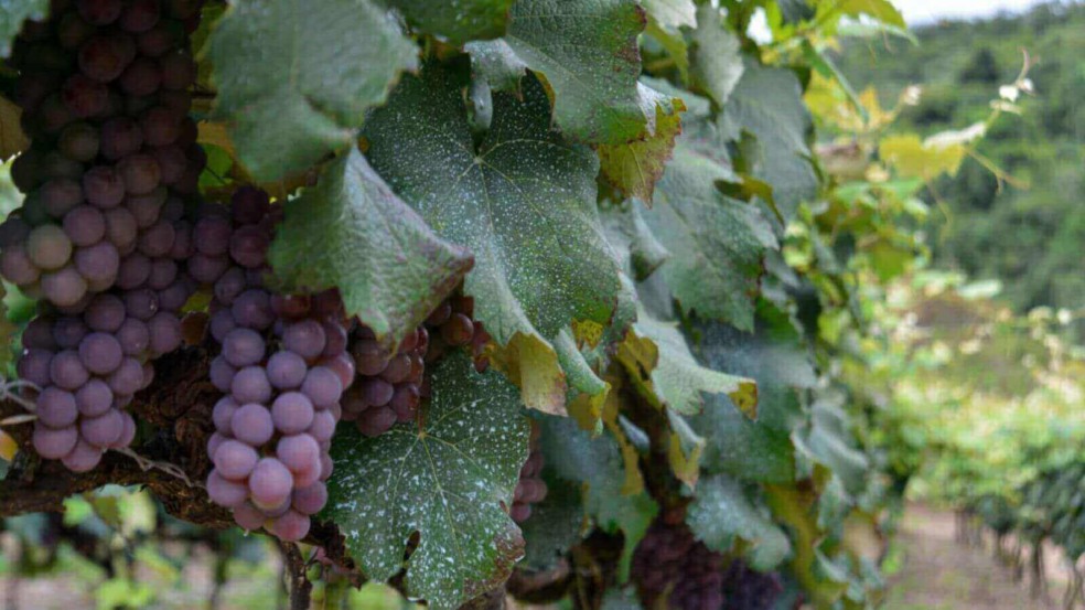 Foto: Prefeitura de Jundiaí