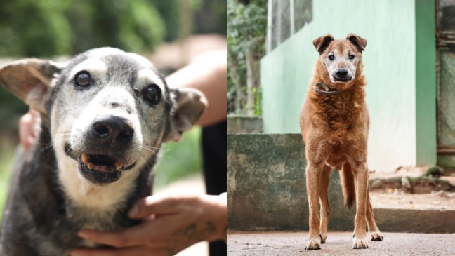 Cachorros idosos