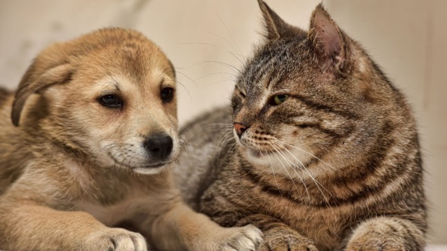 Filhote de cachorro e gato