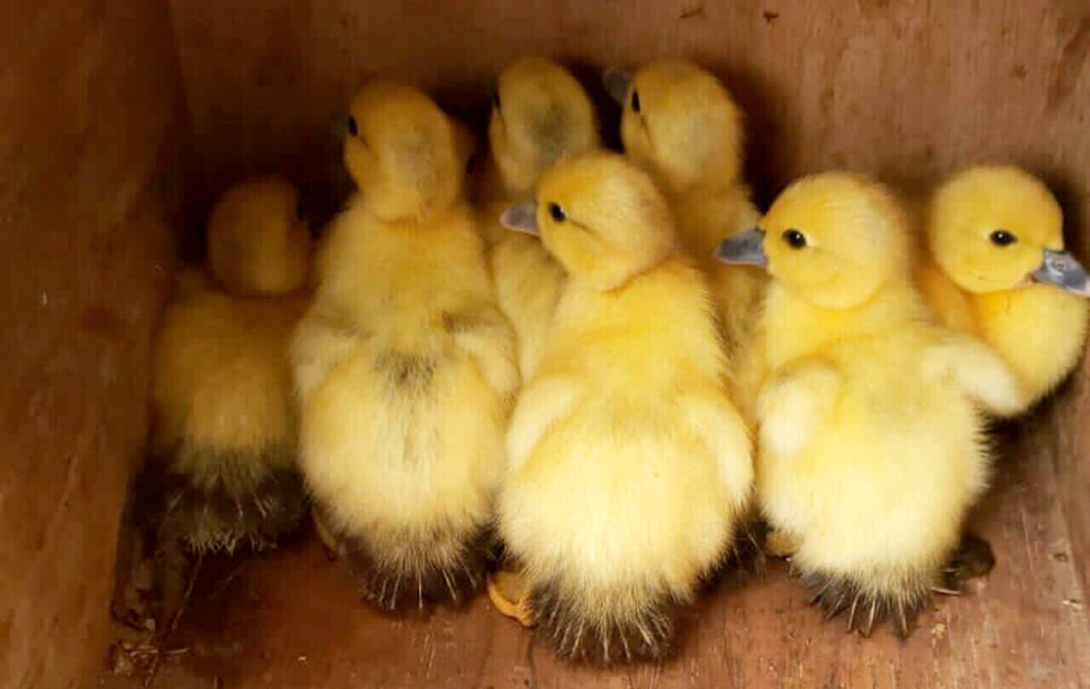 Família de patos em Várzea Paulista