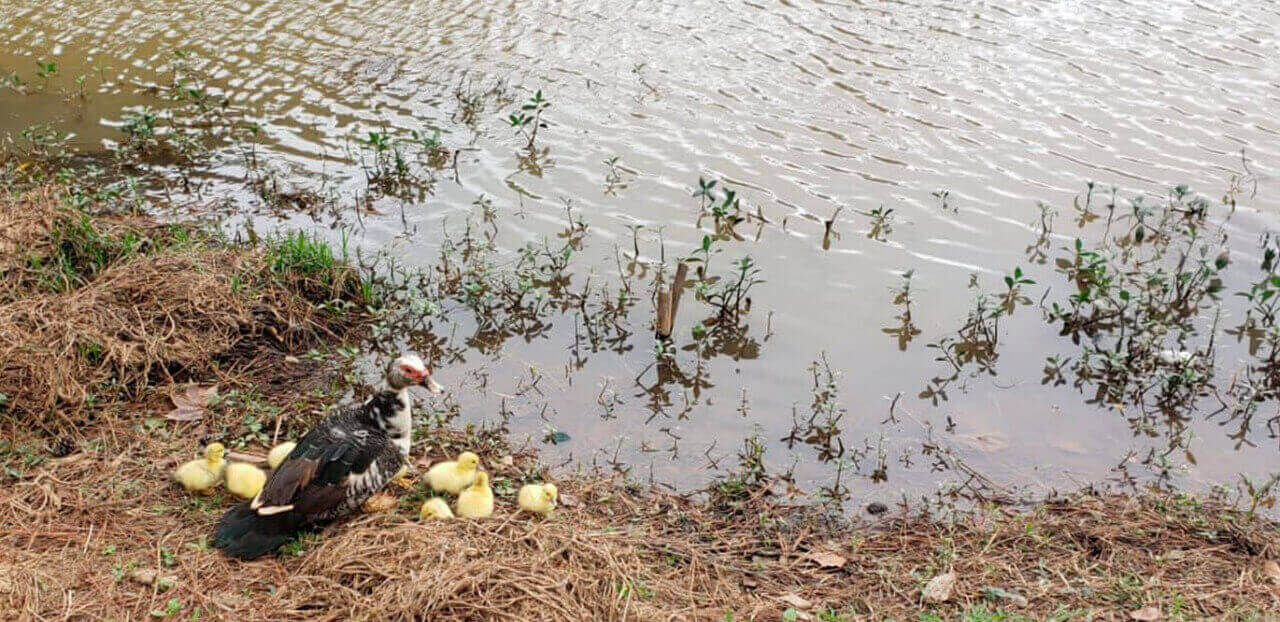 Família de patos em Várzea Paulista