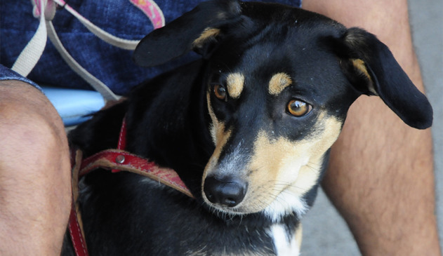 Mutirões de castração serão iniciados em Jundiaí