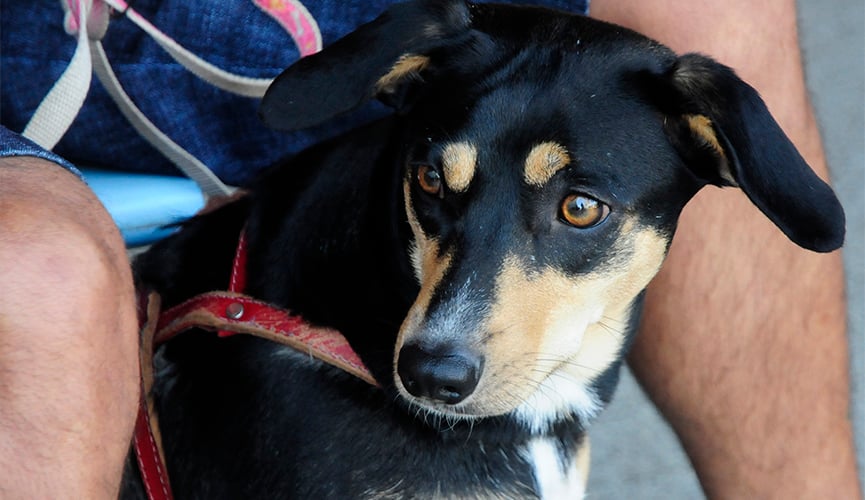 Mutirões de castração serão iniciados em Jundiaí