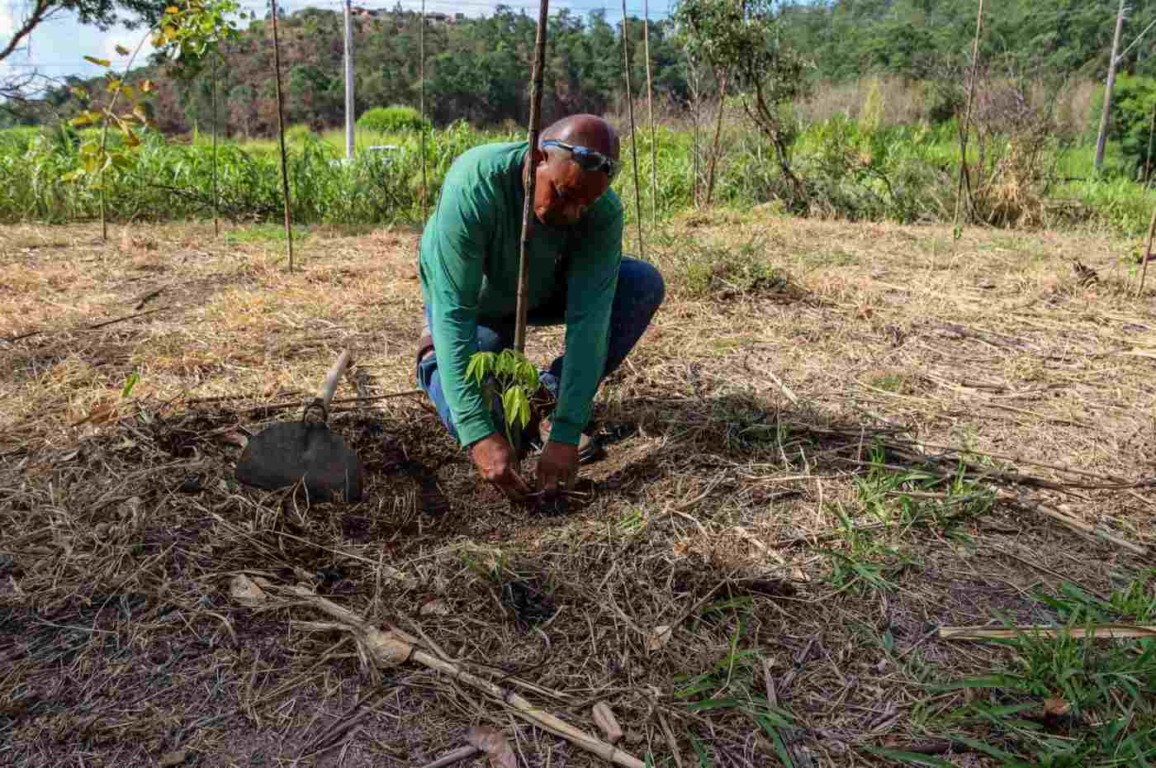Prefeitura inicia plantio de 6,6 mil árvores às margens do Rio Jundiaí Prefeitura inicia plantio de 6,6 mil árvores às margens do Rio Jundiaí