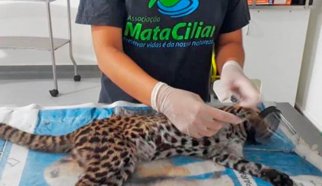 Prefeitura mantém convênio com Associação Mata Ciliar