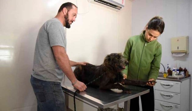 Prefeitura realiza 150 atendimentos veterinários gratuitos por mês