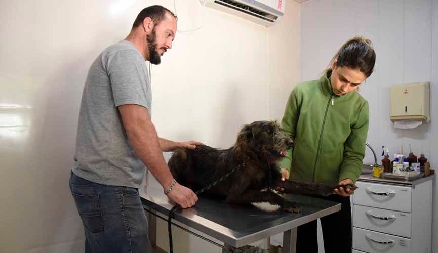 Prefeitura realiza 150 atendimentos veterinários gratuitos por mês