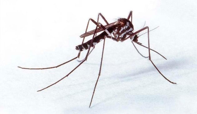 vírus mayaro é descoberto no sudeste vírus mayaro é descoberto no sudeste