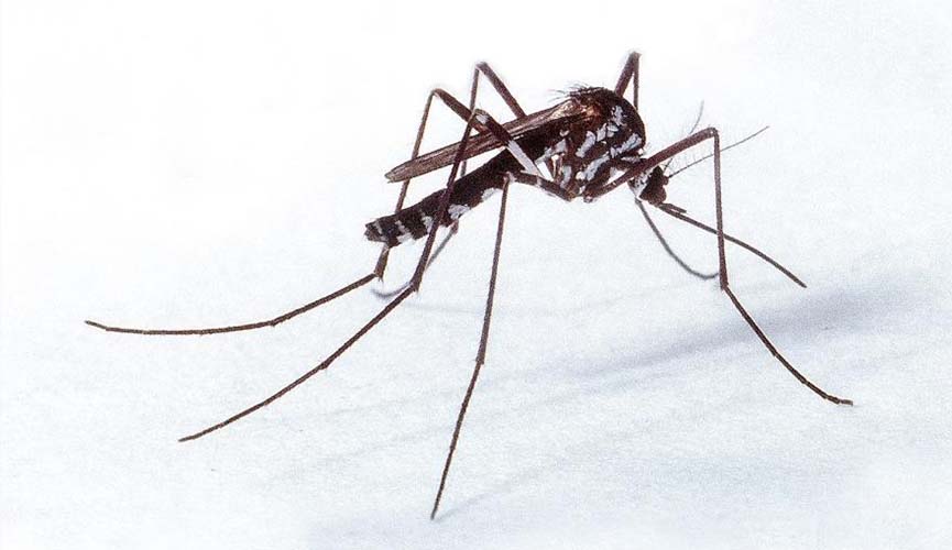 vírus mayaro é descoberto no sudeste